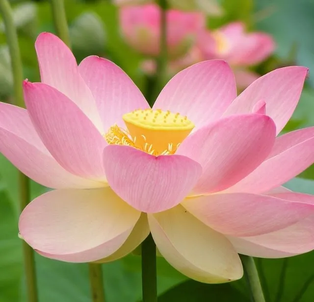 Doftnot: Lotus  En ren, fräsch, akvatisk blomdoft 🌸  Gillar