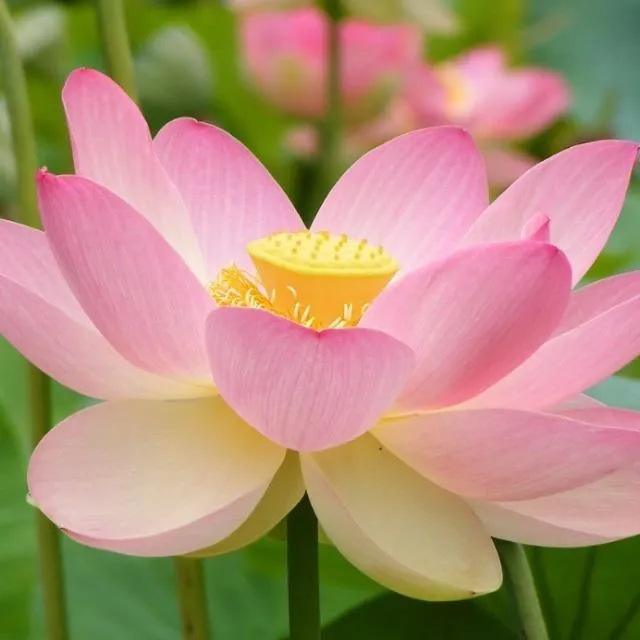 Doftnot: Lotus  En ren, fräsch, akvatisk blomdoft 🌸  Gillar